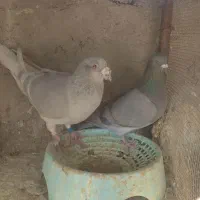 کبوتر پلاکی