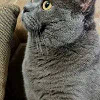 فروش گربه اسکاتیش بلو