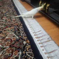 عروس هلندی ماده لوتینو