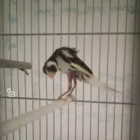 قناری نر|پرنده|شهرضا, |دیوار