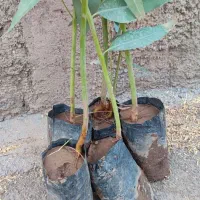 اکالیپتوس چوب سفید یک ساله