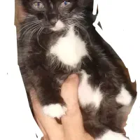 واگذاری بچه گربه