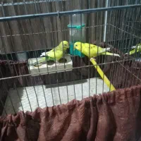 مرغ عشق|پرنده|شیراز, تندگویان|دیوار