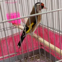 سهره بروجردی درجه یک