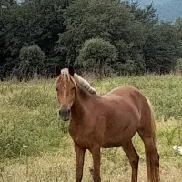 مادیان ۴ ساله