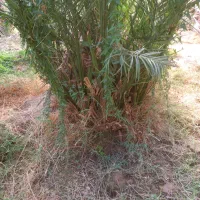 فروش جنگ مضافتی|گل و گیاه طبیعی|بم, |دیوار