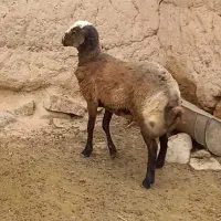 بره قوچی
