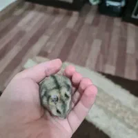 همستر مینیاتوری|موش و خرگوش|اصفهان, فرح آباد|دیوار