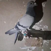 کبوتر پلاکی|پرنده|سراوان, |دیوار