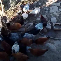 مرغ و خروس
