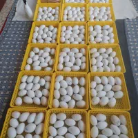 تخم غاز نطفه دار