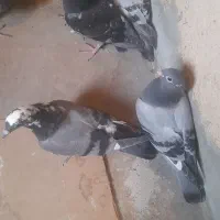 کبوتر ملفق ،جوجه  پلاکی