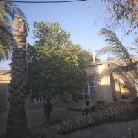 قطع و برش رایگان نخل