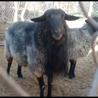 فروش نر نژاد رومانوف|حیوانات مزرعه|بسطام, |دیوار