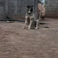 سگ عراقی  فروش فری