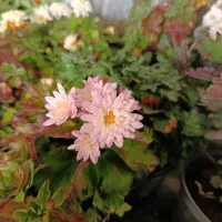 فروش فوری گل همیشه‌بهار و داوودی نصف قیمت گلفروشی|گل و گیاه طبیعی|مشهد, کوثر|دیوار