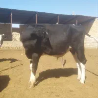 گوساله نر و ماده|حیوانات مزرعه|مرودشت, شهرک بسیجیان|دیوار