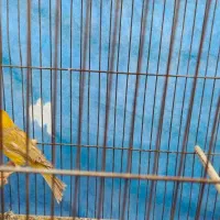 قناری باقفس