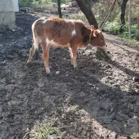 تعدادی گوساله(نروماده)|حیوانات مزرعه|توتکابن, |دیوار