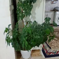 گاوصندوق مارک ایران کاوه