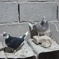 کفتر پرشی|پرنده|سیرجان, |دیوار