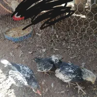 جوجه سبرایت اصلی