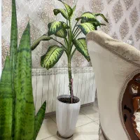 گل گیاه جوان وسالم