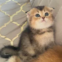 گربه اسکاتیش