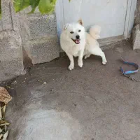 واگذاری سگ پا کوتاه