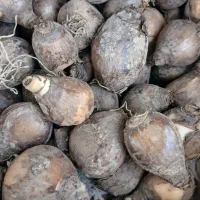 انواع پیاز گل