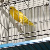 قناری ماده طلایی