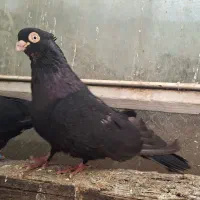 کبوتر صرب و زاغ ابادانی