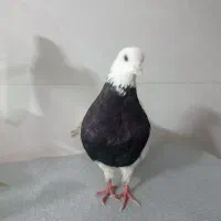 طوقی ماده سیاه واکسی