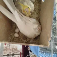 یک جفت عروس هلندی