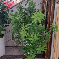 درختچه مصنوعی|گل مصنوعی|تبریز, |دیوار