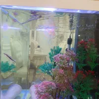 انواع ماهی|ماهی|تهران, دانشگاه شریف|دیوار