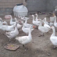 سلام ۱۰عدد غاز بزرگ واسه فروش