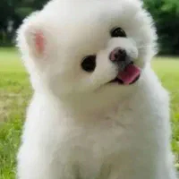 سگ بالغ|سگ|شیراز, اصلاح‌نژاد|دیوار