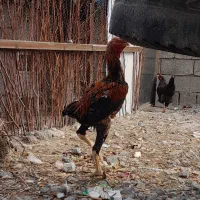 خروس|حیوانات مزرعه|ارومیه, |دیوار