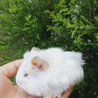 خوکچه هندی فشن|موش و خرگوش|کوچصفهان, |دیوار