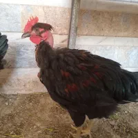 خروس گردن لخت