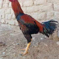 خروس لاری 9ماهه|حیوانات مزرعه|لاجان, |دیوار