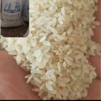 فروش عمده ی برنج کامفیروزی بدون واسطه