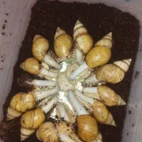 خرید وفروش حلزون|خزنده|تهران, فردوسی|دیوار