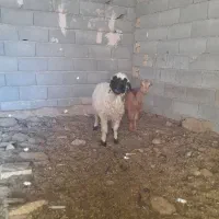 بره بزغاله فروشی