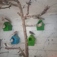 فنچ‌ در انواع رنگ و نژاد