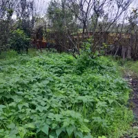 زمین-باغی-به-متراژ172متر