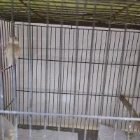 فنج نرگسی یا مصری 18عدد|پرنده|پاکدشت, پاکدشت (مامازند)|دیوار