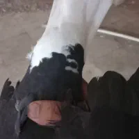 کبوتر