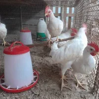 خروس|حیوانات مزرعه|درگهان, |دیوار